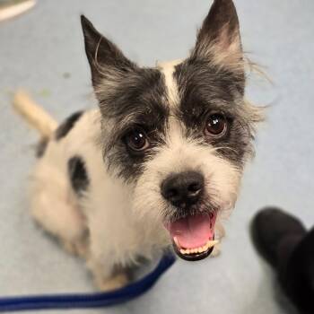 Stewart -  Standard Schnauzer and Mixed Breed Dog for Adoption in East Hanover, New Jersey - Stewart | PetCurious