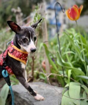 Chihuahua and Italian Greyhound Dogs Available for Adoption in New York, New York - Ruby | PetCurious