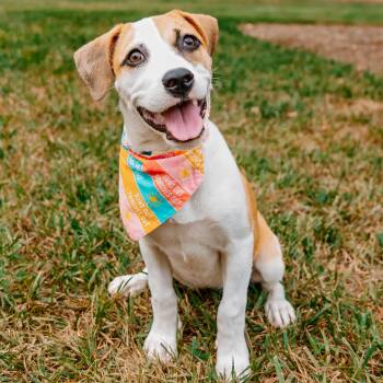 Sudie -  Mixed Breed Dog for Adoption in Rock Hill, South Carolina - Sudie | PetCurious