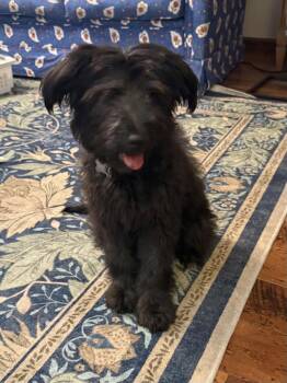 Reed CA -  Poodle and Schnauzer Dog for Adoption in Hillside, Illinois - Reed CA | PetCurious