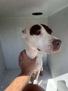Rescue Pit Bull Terrier and Mixed Breed Dogs for Adoption in Houston, Texas - A643982 | PetCurious