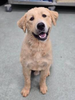 Pickles -  Golden Retriever and Great Pyrenees Dog for Adoption in Danielsville, Georgia - Pickles | PetCurious
