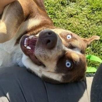 Nova -  Husky Dog for Adoption in Roseburg, Oregon - Nova | PetCurious