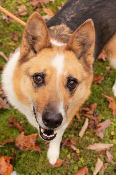 Rocky -  German Shepherd Dog and Australian Shepherd Dog for Adoption in Ona, West Virginia - Rocky | PetCurious