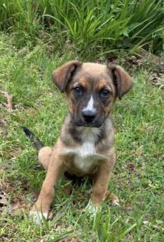German Shepherd Dog and Australian Shepherd Dogs Available for Adoption in Watertown, Connecticut - Peppy | PetCurious