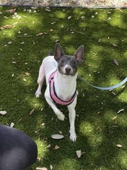 Little Dipper -  Rat Terrier and Mixed Breed Dog for Adoption in North Miami Beach, Florida - Little Dipper | PetCurious