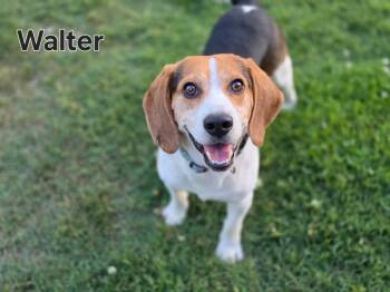 Beagle Dogs Available for Adoption - Walter | PetCurious