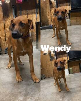 Rescue Labrador Retriever Dogs for Adoption in Saint James, Missouri - Wendy | PetCurious