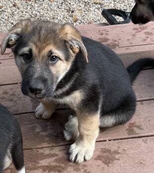 Nilla (M) -  Labrador Retriever Dog for Adoption in Sun Prairie, Wisconsin - Nilla (M) | PetCurious
