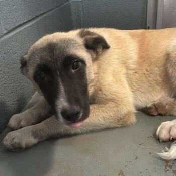 Mixed Breed Dogs Available for Adoption in Gadsden, Alabama - Dee Dee | PetCurious
