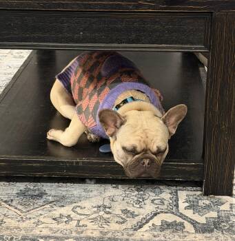 French Bulldog Dogs Available for Adoption in Severance, Colorado - Chiqui | PetCurious