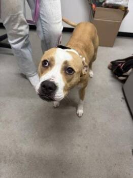 Mixed Breed Dogs Available for Adoption in West Chester, Pennsylvania - Lizzy | PetCurious