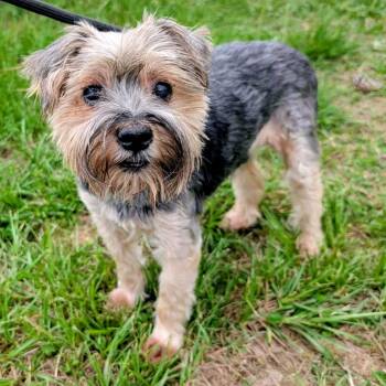 Carlitos -  Yorkshire Terrier Dog for Adoption in Houston, Texas - Carlitos | PetCurious