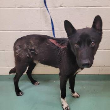 DAVENPORT -  Mixed Breed Dog for Adoption in Memphis, Tennessee - DAVENPORT | PetCurious