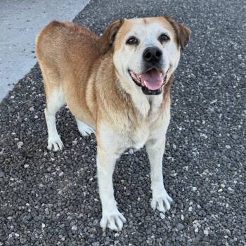 Gucci -  Yellow Labrador Retriever and Mixed Breed Dog for Adoption in Midland, Texas - Gucci | PetCurious
