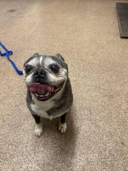Mr. Pickles -  Boston Terrier and Pug Dog for Adoption in Fruit Heights, Utah - Mr. Pickles | PetCurious