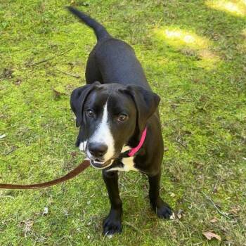 Dolly -  Mixed Breed Dog for Adoption in Yaphank, New York - Dolly | PetCurious
