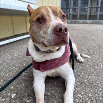 Pit Bull Terrier Dogs Available for Adoption - Moana | PetCurious