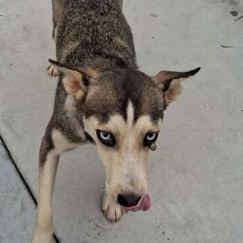 Melanie -  Husky and Shepherd Dog for Adoption in Enterprise, Alabama - Melanie | PetCurious