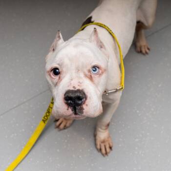 Rescue Pit Bull Terrier Dogs for Adoption in New York, New York - Sinatra | PetCurious