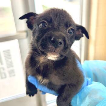 Black Labrador Retriever Dogs Available for Adoption in San Antonio, Texas - Jetta | PetCurious