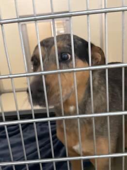 Molly -  Mixed Breed Dog for Adoption in Columbia, Tennessee - Molly | PetCurious
