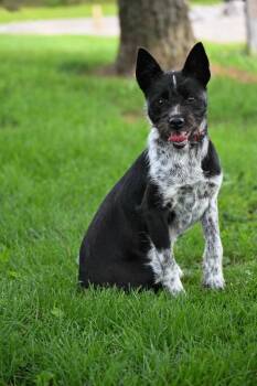 Pepper -  Terrier and Schnauzer Dog for Adoption in Lagrange, Indiana - Pepper | PetCurious