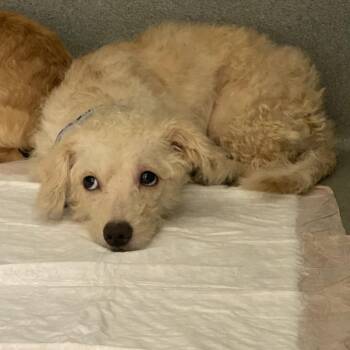 Mixed Breed and Terrier Dogs Available for Adoption in Westminster, California - WAGS-Stray-21509_2_3_4 | PetCurious