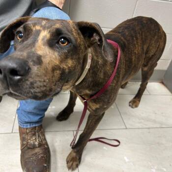 Black Mouth Cur Dogs Available for Adoption - Rajah | PetCurious