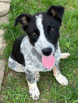 Australian Cattle Dog Blue Heeler Dogs Available for Adoption in Neillsville, Wisconsin - Pelican | PetCurious