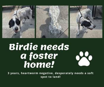 Needs Foster Birdie (GA) -  English Pointer Dog for Adoption in Bridgeton, New Jersey - Needs Foster Birdie (GA) | PetCurious