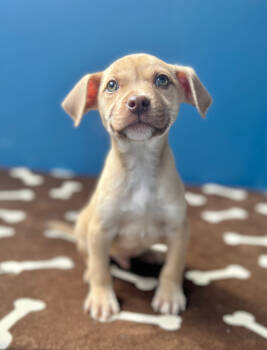 Rescue Mixed Breed Dogs for Adoption in Ellijay, Georgia - Whyatt | PetCurious