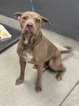 OATMEAL -  Pit Bull Terrier Dog for Adoption in Tallahassee, Florida - OATMEAL | PetCurious