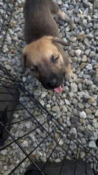 26-578 -  Shepherd and Mixed Breed Dog for Adoption in Barnesville, Georgia - 26-578 | PetCurious
