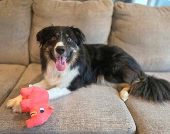 Marco -  Border Collie and Australian Shepherd Dog for Adoption in Minnetrista, Minnesota - Marco | PetCurious