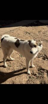 Rescue Great Pyrenees and Cattle Dog Dogs for Adoption in Dallas, Texas - Woody J | PetCurious