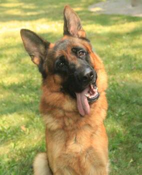 Chapo -  German Shepherd Dog Dog for Adoption - Chapo | PetCurious