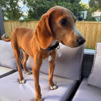 Rescue Hound Dogs for Adoption in Fairfax Station, Virginia - Beans | PetCurious