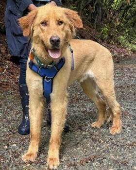 Golden Retriever Dogs Available for Adoption in Malvern, Pennsylvania - Theo | PetCurious