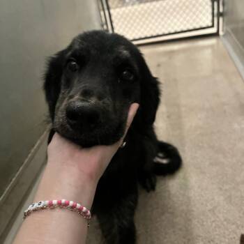 Carter -  Australian Shepherd Dog for Adoption in Ardmore, Oklahoma - Carter | PetCurious