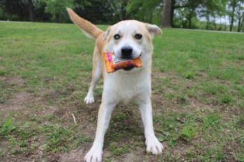 Wheatley -  Mixed Breed Dog for Adoption in Kansas City, Missouri - Wheatley | PetCurious