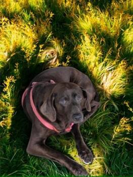 Rescue Chocolate Labrador Retriever and Hound Dogs for Adoption in Petersburg, Virginia - Hattie | PetCurious
