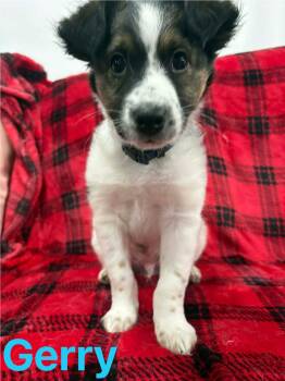 Mixed Breed Dogs Available for Adoption in Winnipeg, Manitoba - Gerry | PetCurious