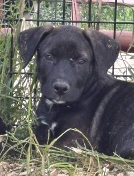 Serena -  Mixed Breed and Retriever Dog for Adoption in Marengo, Illinois - Serena | PetCurious