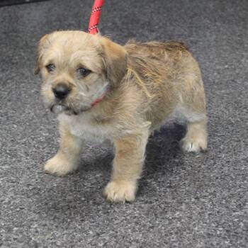 Schnauzer Dogs Available for Adoption in Heath, Ohio - Pop (11774) | PetCurious