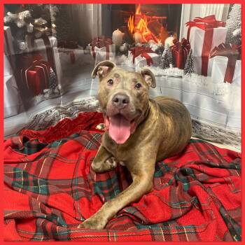 Rescue Terrier and Pit Bull Terrier Dogs for Adoption in Elyria, Ohio - Malachi | PetCurious