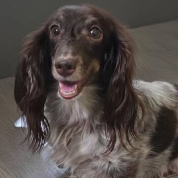 Polly -  Dachshund Dog for Adoption in Normal, Illinois - Polly | PetCurious
