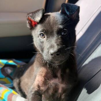 Grimm -  Labrador Retriever and Mixed Breed Dog for Adoption in Valparaiso, Indiana - Grimm | PetCurious