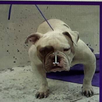 Rodrick -  English Bulldog Dog for Adoption in Houston, Texas - Rodrick | PetCurious