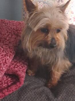 Yorkshire Terrier Dogs Available for Adoption in Huber Heights, Ohio - Harley | PetCurious